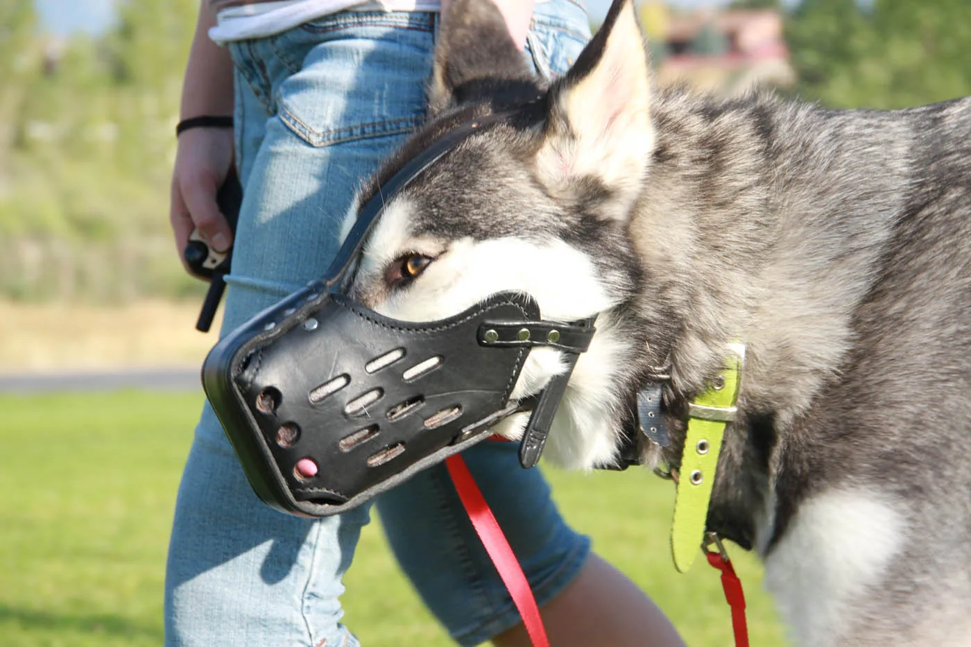 Dog Training Elite - Anxiety & Aggression Dog Trainer. DTE