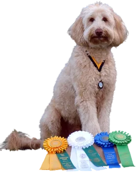 Family Dog Classes
        



  
    
    
  



  Puppy Kindergarten
  
    Start the basics of good manners and obedience while safely socializing your youngster to other pups and their people. By socializing we mean that your puppy will get to be around other dogs on leash and will learn to focus on you.

PLEASE NOTE: The first class of each session is for owners only, NO PUPPIES.

    Prerequisites: For puppies from 12 weeks to approx. 6 months of age.

    Other Requirements: Puppies must have had two DHPP vaccinations prior to the second class.
Equipment: A properly fitted collar (no harnesses) and a six foot leather or fabric leash (no chain leashes).

PLEASE NOTE: The first class of each session is for owners only, NO PUPPIES.

    Instructor: Melodie Farrell

    Sign up for this class: 
  


    Thursday  5:30pm -  6:30pm

    
      

        
           5:30pm -  6:30pm
          
        

        
          Start Date
          Aug 13, 2026
        

        
          End Date
          Sep 17, 2026
        





        
          # Wks# Weeks
          6
        

        
          Fees
          $160
        

        
          Status
          Full
        
      
      
        Note: If there are enough registrations at this time, another class may be added at 6:30pm. Check online registration page for all available times.
      
    
  

  
    Thursday  5:30pm -  6:30pm

    
      

        
           5:30pm -  6:30pm
          
        

        
          Start Date
          Sep 24, 2026
        

        
          End Date
          Oct 29, 2026
        





        
          # Wks# Weeks
          6
        

        
          Fees
          $160
        

        
          Status
          Now Enrolling
        
      
      
        Note: If there are enough registrations at this time, another class may be added at 6:30pm. Check online registration page for all available times.
      
    
  

  
    Thursday  5:30pm -  6:30pm

    
      

        
           5:30pm -  6:30pm
          
        

        
          Start Date
          Nov  5, 2026
        

        
          End Date
          Dec 17, 2026
        





        
          # Wks# Weeks
          6
        

        
          Fees
          $160
        

        
          Status
          Now Enrolling
        
      
      
        Note: If there are enough registrations at this time, another class may be added at 6:30pm. Check online registration page for all available times.No class on: Nov 26, 2026
      
    
  


  Basic Obedience
  
    Learning loose leash walking, heel position, coming when called and three stay positions: sit, stand and down.

Owners should be prepared to bring a six-foot leather or synthetic leash with a snap/clip, a buckle collar that can be adjusted, plus any other collars (no harnesses) you are using. Bring a treat pouch and plenty of small, easy-to-swallow treats that the dog is crazy about getting. NO retractable leashes, please.


    Prerequisites: For dogs 6 months of age or older who have passed puppy class or have had little to no prior training.

    Other Requirements: Current on vaccinations or titer from vet; current rabies

    Instructor: Marian Pott (Monday) and Amanda Gardner (Saturday)

    Sign up for this class: 
  


    Monday  6:30pm -  7:30pm

    
      

        
           6:30pm -  7:30pm
          
        

        
          Start Date
          Aug 10, 2026
        

        
          End Date
          Sep 21, 2026
        





        
          # Wks# Weeks
          6
        

        
          Fees
          $160
        

        
          Status
          Full
        
      
      
        Note: No class on: Sep  7, 2026
      
    
  

  
    Saturday  2:30pm -  3:30pm

    
      

        
           2:30pm -  3:30pm
          
        

        
          Start Date
          Aug 15, 2026
        

        
          End Date
          Sep 19, 2026
        





        
          # Wks# Weeks
          6
        

        
          Fees
          $160
        

        
          Status
          Full
        
      
      
        
      
    
  

  
    Saturday  2:30pm -  3:30pm

    
      

        
           2:30pm -  3:30pm
          
        

        
          Start Date
          Sep 26, 2026
        

        
          End Date
          Oct 31, 2026
        





        
          # Wks# Weeks
          6
        

        
          Fees
          $160
        

        
          Status
          Now Enrolling
        
      
      
        
      
    
  

  
    Monday  6:30pm -  7:30pm

    
      

        
           6:30pm -  7:30pm
          
        

        
          Start Date
          Sep 28, 2026
        

        
          End Date
          Nov  2, 2026
        





        
          # Wks# Weeks
          6
        

        
          Fees
          $160
        

        
          Status
          Now Enrolling
        
      
      
        
      
    
  


  Intermediate Obedience
  
    Continuing to solidify the basic exercises of heel work and staying with distractions, plus the Figure 8, distance stays and recalls and the finish.

Owners should bring a longline or retractable leash to class for the distance work.


    Prerequisites: For dogs who have graduated from our Basic program or its equivalent from another school. To ensure proper class placement, dogs who have not been previously enrolled at SMDTC may need to be evaluated prior to class.

    

    Instructor: Marian Pott (Monday) and Amanda Gardner (Saturday)

    Sign up for this class: 
  


    Monday  7:30pm -  8:30pm

    
      

        
           7:30pm -  8:30pm
          
        

        
          Start Date
          Aug 10, 2026
        

        
          End Date
          Sep 21, 2026
        





        
          # Wks# Weeks
          6
        

        
          Fees
          $160
        

        
          Status
          Full
        
      
      
        Note: No class on: Sep  7, 2026
      
    
  

  
    Saturday  3:30pm -  4:30pm

    
      

        
           3:30pm -  4:30pm
          
        

        
          Start Date
          Aug 15, 2026
        

        
          End Date
          Sep 19, 2026
        





        
          # Wks# Weeks
          6
        

        
          Fees
          $160
        

        
          Status
          Full
        
      
      
        
      
    
  

  
    Saturday  3:30pm -  4:30pm

    
      

        
           3:30pm -  4:30pm
          
        

        
          Start Date
          Sep 26, 2026
        

        
          End Date
          Oct 31, 2026
        





        
          # Wks# Weeks
          6
        

        
          Fees
          $160
        

        
          Status
          Now Enrolling
        
      
      
        
      
    
  

  
    Monday  7:30pm -  8:30pm

    
      

        
           7:30pm -  8:30pm
          
        

        
          Start Date
          Sep 28, 2026
        

        
          End Date
          Nov  2, 2026
        





        
          # Wks# Weeks
          6
        

        
          Fees
          $160
        

        
          Status
          Now Enrolling
        
      
      
        
      
    
  


  Canine Good Citizen (CGC)
  
    CGC is a ten-skill training program that focuses on teaching the basics of good manners and obedience, instilling the values of responsible ownership, and strengthening the bond between you and your dog at home and out in the community. You may sign up for just a CGC test for a fee of $15 (contact the club to be put on the test only list).

Don’t see any openings for the class you want?  Please email classinfo@smdtc.com and request your class!  We may be able to make it happen for you!

    Prerequisites: In order to enter the CGC class, dogs must have successfully completed our Basic Class and should already be able to walk on a loose leash, sit, down, come and stay and not be aggressive to other dogs or people.

    Other Requirements: Dogs must attend CGC class in a well-fitted collar (no harnesses).

    Instructor: Melodie Farrell

    Sign up for this class: 
  


    Sunday  6:00pm -  7:00pm

    
      

        
           6:00pm -  7:00pm
          
        

        
          Start Date
          Sep 27, 2026
        

        
          End Date
          Nov  1, 2026
        





        
          # Wks# Weeks
          6
        

        
          Fees
          $160
        

        
          Status
          Now Enrolling
        
      
      
        
      
    
  


  Canine Good Citizen Advanced (CGCA)
  
    AKC Community Canine is the advanced level of AKC’s Canine Good Citizen (CGC) program.  As with CGC, AKC Community Canine has a 10-step test of skills.  It's the third and most advanced level of the Canine Good Citizen Program.  The goal of AKC Community Canine is to test the dog’s skills in a natural setting. You may sign up for just a CGCA test for a fee of $15 (contact the club to be put on the test only list).

Don’t see any openings for the class you want?  Please email classinfo@smdtc.com and request your class!  We may be able to make it happen for you!

    Prerequisites: In order to enter the CGCA class, dogs must have earned the CGC award or title and be able to walk on a loose leash, sit, down, come and stay. Dogs must not be aggressive to other dogs or people.

    

    Instructor: Melodie Farrell

    Sign up for this class: 
  

 No sessions scheduled. Please check back later.


  Tricks!
  
    
  
    
    
  

Want to have fun training your dog to do tricks and earn a title, too? Take this Tricks! class.  Your dog will learn tricks like Speak, Crawl, Fetch, Get your (stuffed toy, etc.), Get In, High 5, Jump, Kiss, Paws Up, Shake Paw, Spin, Hand Signals and many more.  Then successfully demonstrate 10 of the 20 tricks required for the Novice level and you have a title! if your dog has earned its CGC you need only perform 5 tricks for the Novice level. Dogs will be tested the last night of the class.  (The levels are based on the requirements of the original titling organization:  Do More With Your Dog. AKC is now offering the same titles when tested by a CGC Evaluator--Melodie is an AKC Evaluator).  Your dog needs to be registered with the AKC to get the title--remember AKC registers mixed breeds in the Canine Partners program. Your dog does not need to be registered to have fun training Tricks!

Don’t see any openings for the class you want?  Please email classinfo@smdtc.com and request your class!  We may be able to make it happen for you!

    

    Other Requirements: Dogs should be proficient in Basic Obedience. No aggressive dogs in class.

    Instructor: Melodie Farrell

    Sign up for this class: 
  


    Sunday  6:00pm -  7:00pm

    
      

        
           6:00pm -  7:00pm
          
        

        
          Start Date
          Aug 16, 2026
        

        
          End Date
          Sep 20, 2026
        





        
          # Wks# Weeks
          6
        

        
          Fees
          $160
        

        
          Status
          Full
        
      
      
        
      
    
  


  Pet First Aid Workshop
  
    Accidents can happen - be ready

First Class:
Join our Pet First Aid Workshop and learn skills every pet owner should know like what is normal for your pet (Respiration, Pulse/Heart Rate, temperature).  How to give your pet a basic Home Physical Exam.  This won't take the place of your Vet but it will help you be more informed if you have to go to the vet.

Second Class:
How to respond calmly and correctly on emergencies (Bleeding, Animal Bites, Allergic Reaction).  How to prepare for emergencies or a disaster by planning ahead with an emergency list.

    

    Other Requirements: Please bring a crate to keep your dog in while the instructor is teaching.

    Instructor: Melodie Farrell

    Sign up for this class: 
  

 No sessions scheduled. Please check back later.