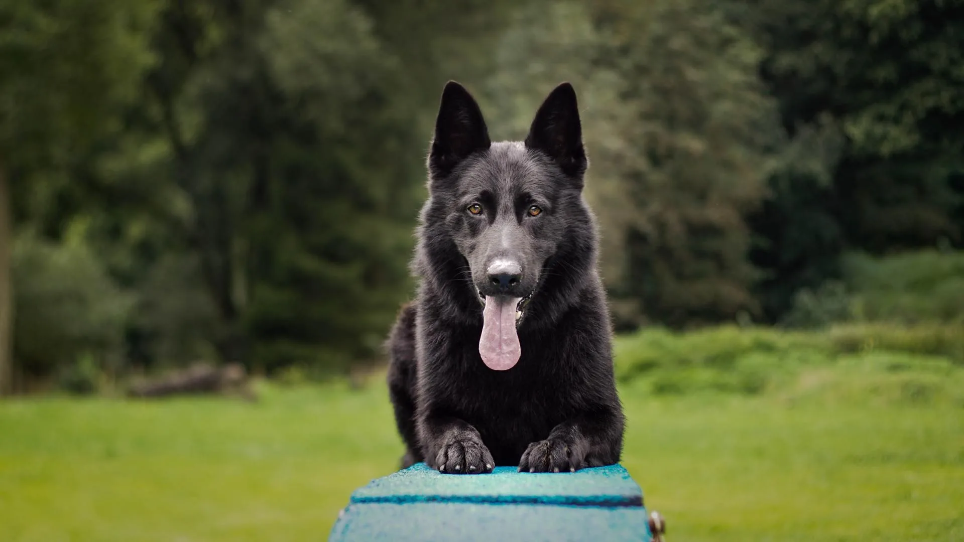 Cost of  Protection Dogs