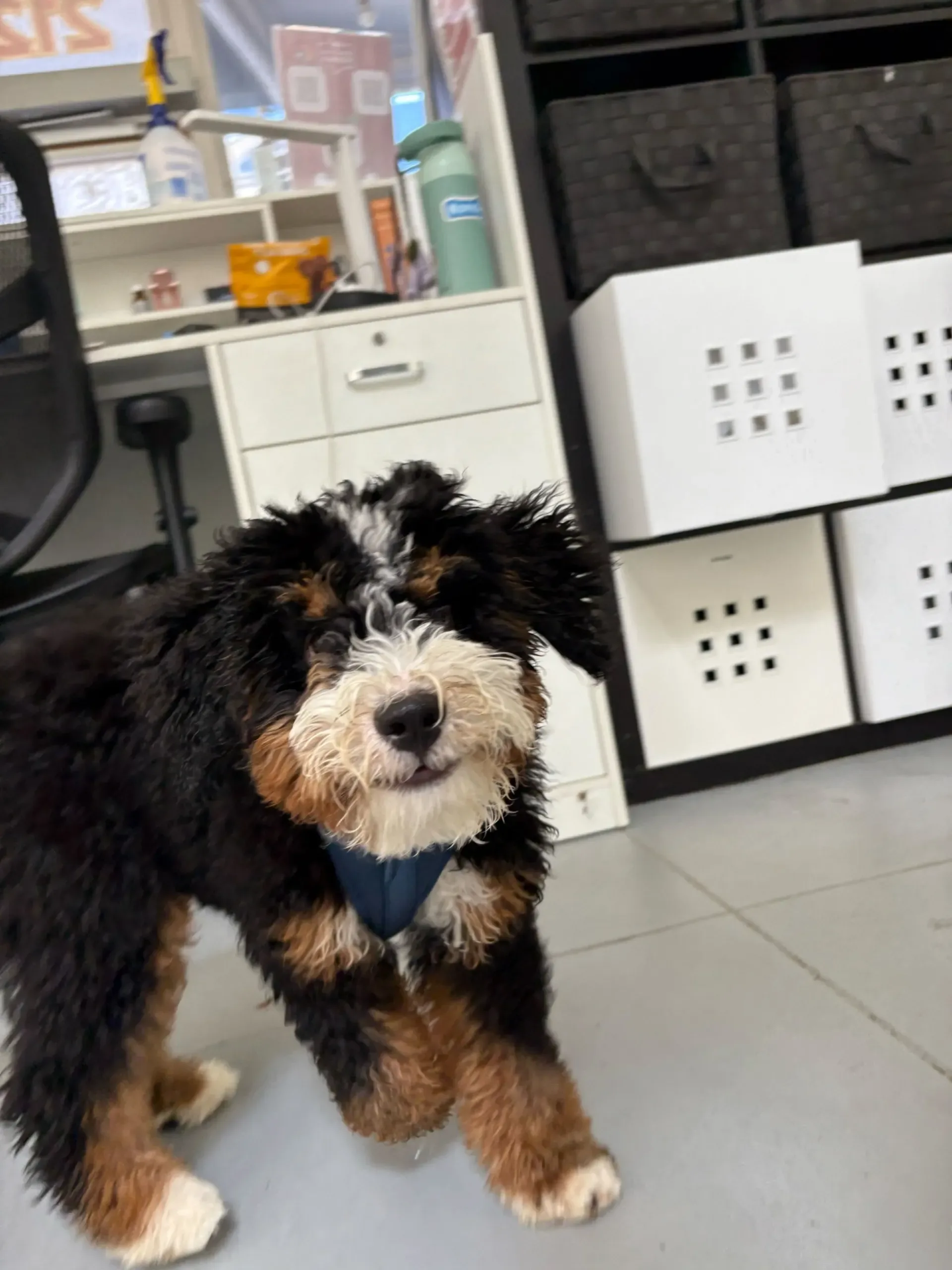 Curly small dog at PlayCare