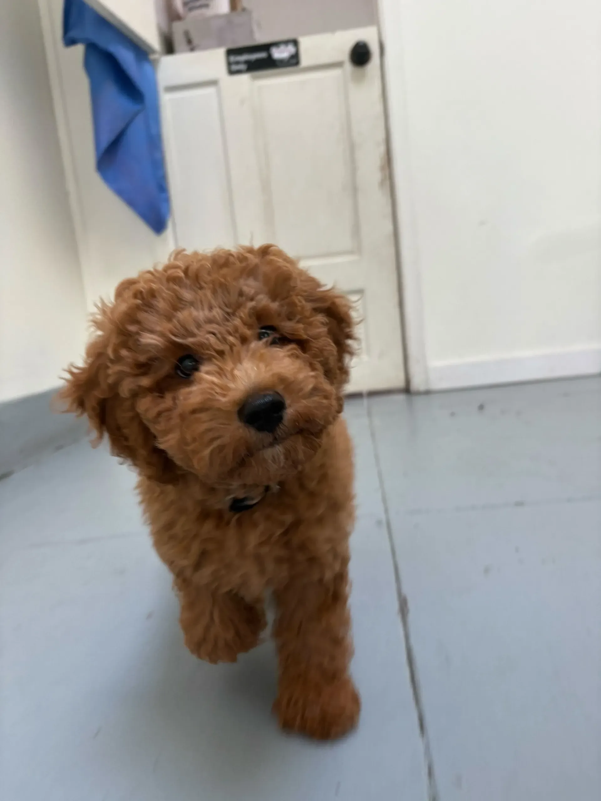Fluffy pup enjoying socialization
