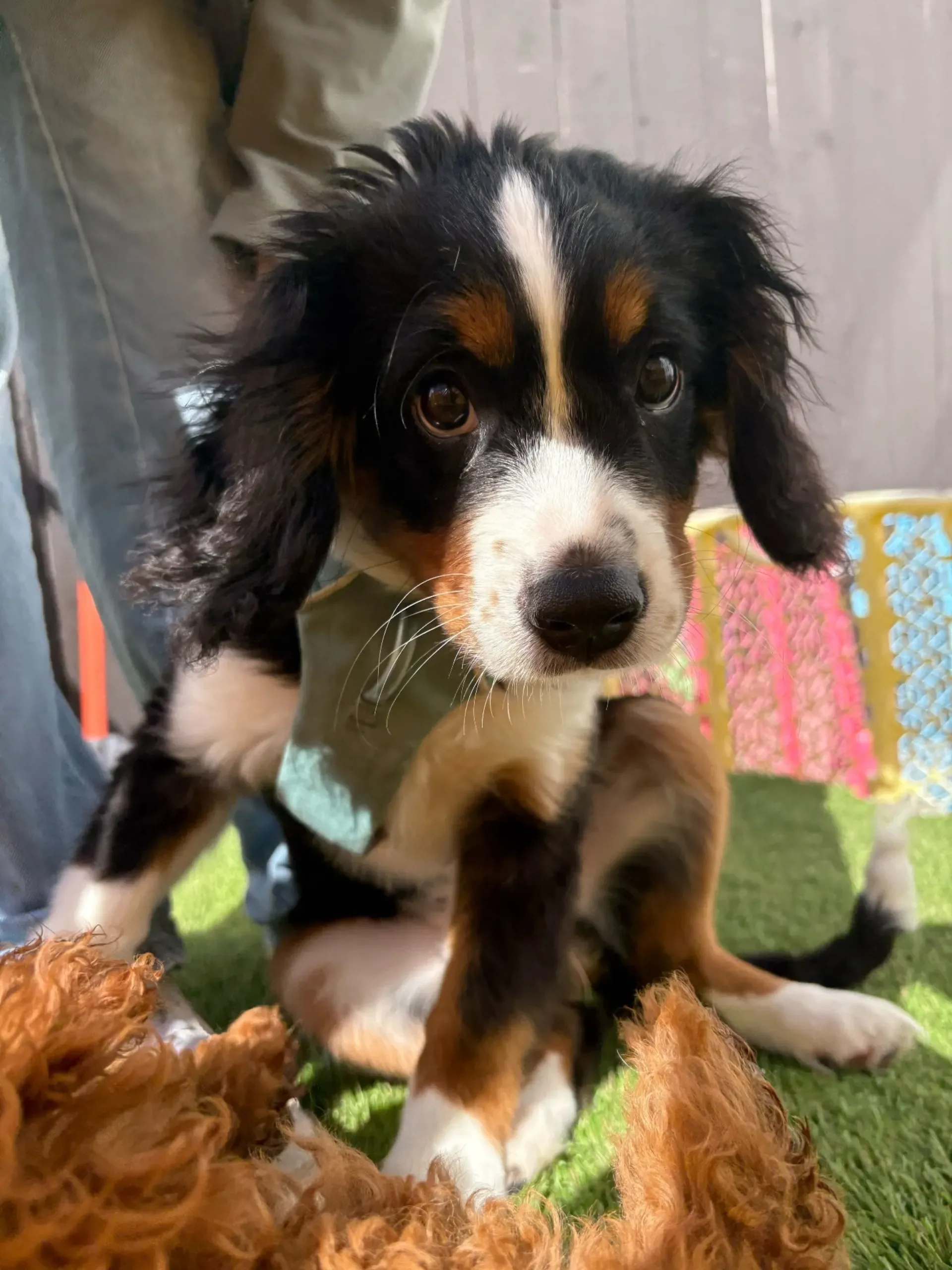 Happy small dog portrait
