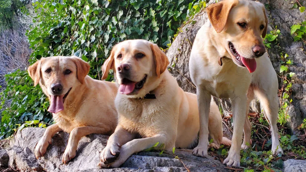 Companion Dog Training				
				
				
				
									Everyday obedience creates a relaxed, responsive companion at home and public.								
				
				
				
									
					
						
						
							
									Read More