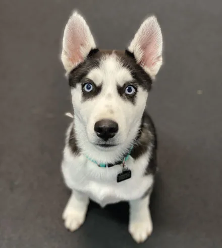 Husky sitting puppy