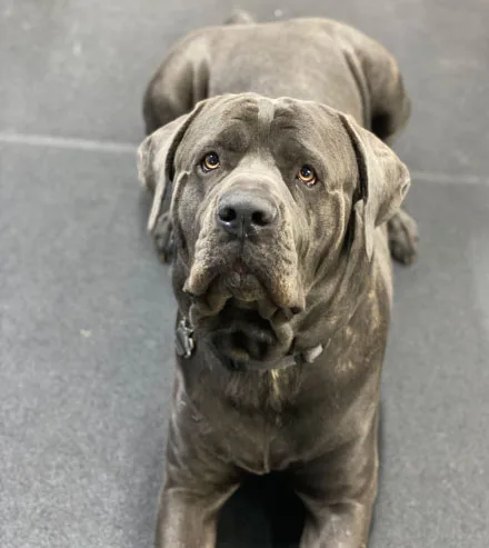 Dog sitting