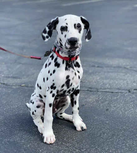 Dalmation Dog sitting