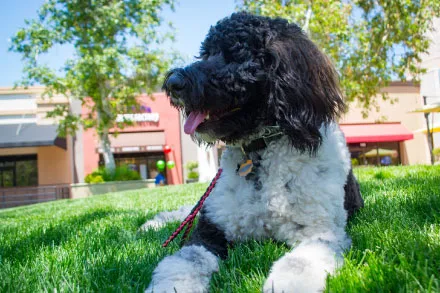 Dog behaving well laying down on grass