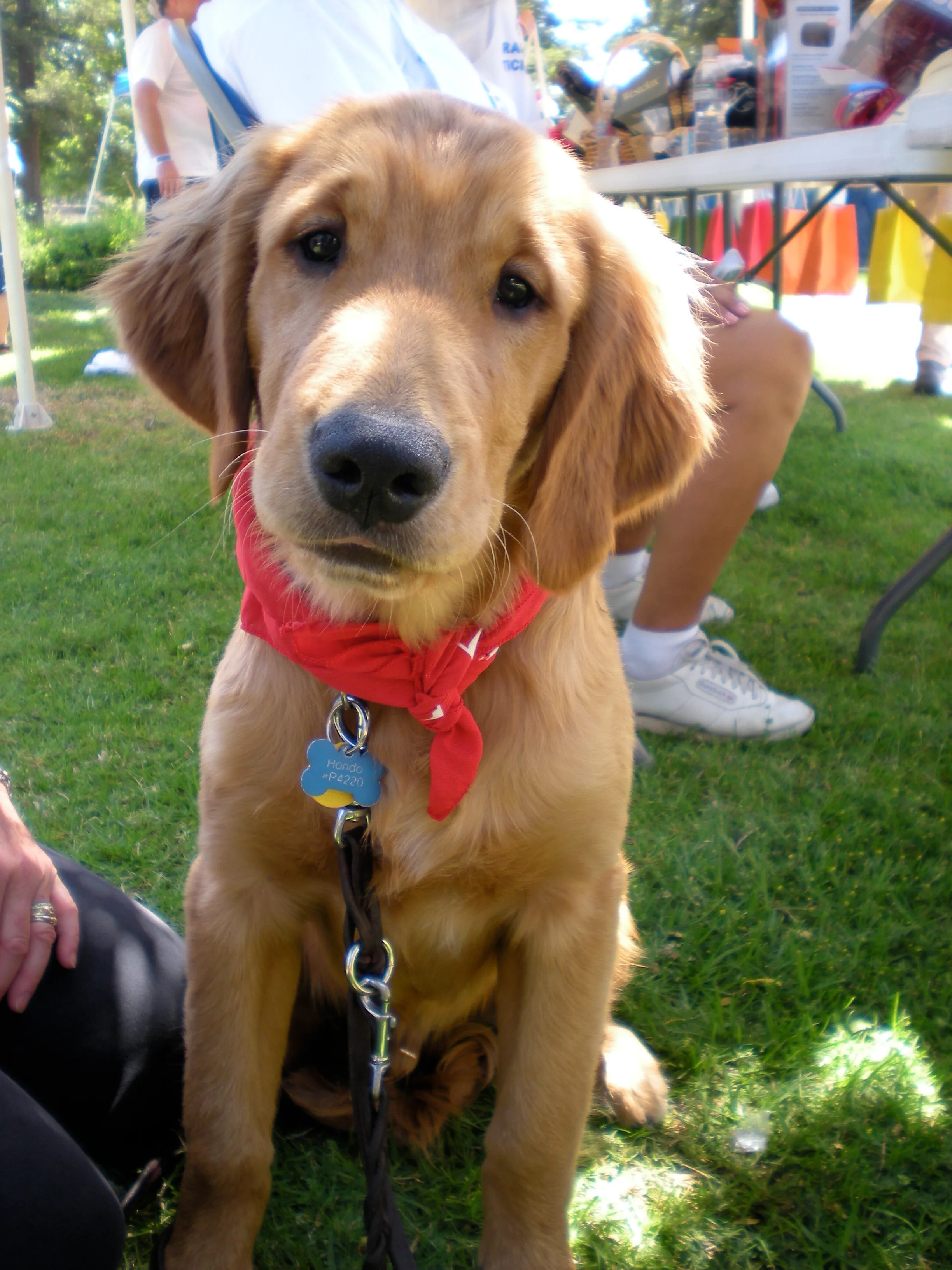 AKC Canine Good Citizen Evaluator
Pet First Aid/CPR Certified




Email us at:  

Like us on Facebook at: