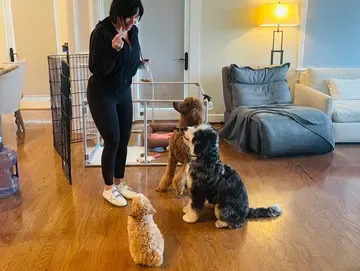 Naughty to Nice Dog Training — dog training in Pleasanton, CA