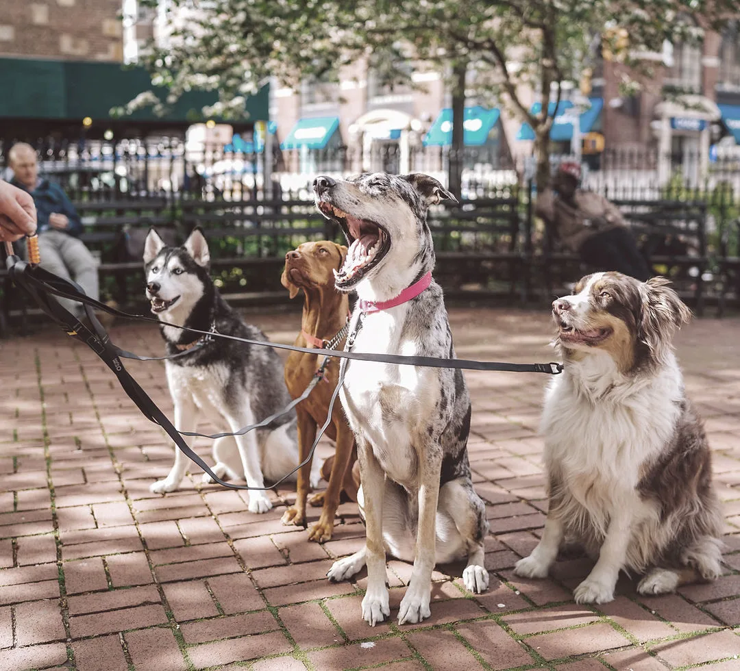 Dogs with Dog Walker