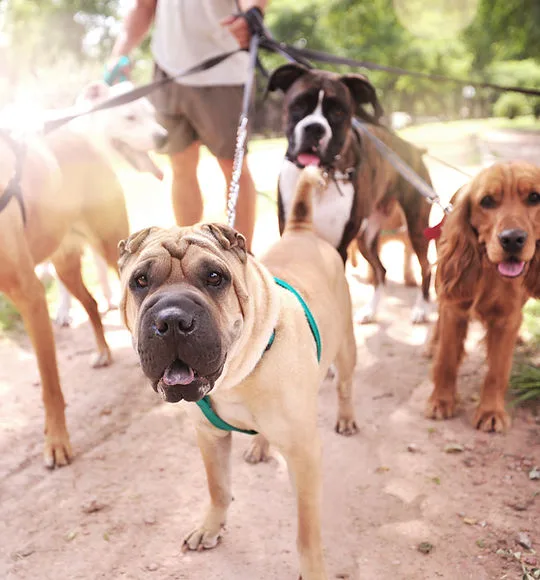 Dog Walker