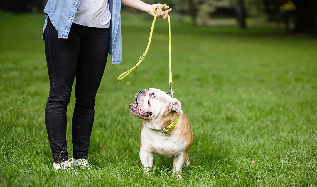 Training a Puppy