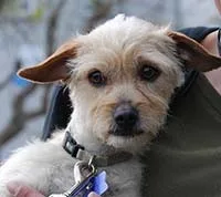 Best Dog Trainer San Francisco