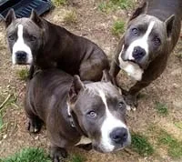 Dog on Dog Aggression Resolutions Training San Francisco