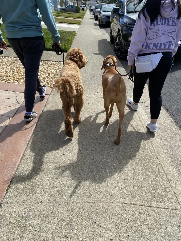 Pack Runner Corp — dog training in Vallejo, CA