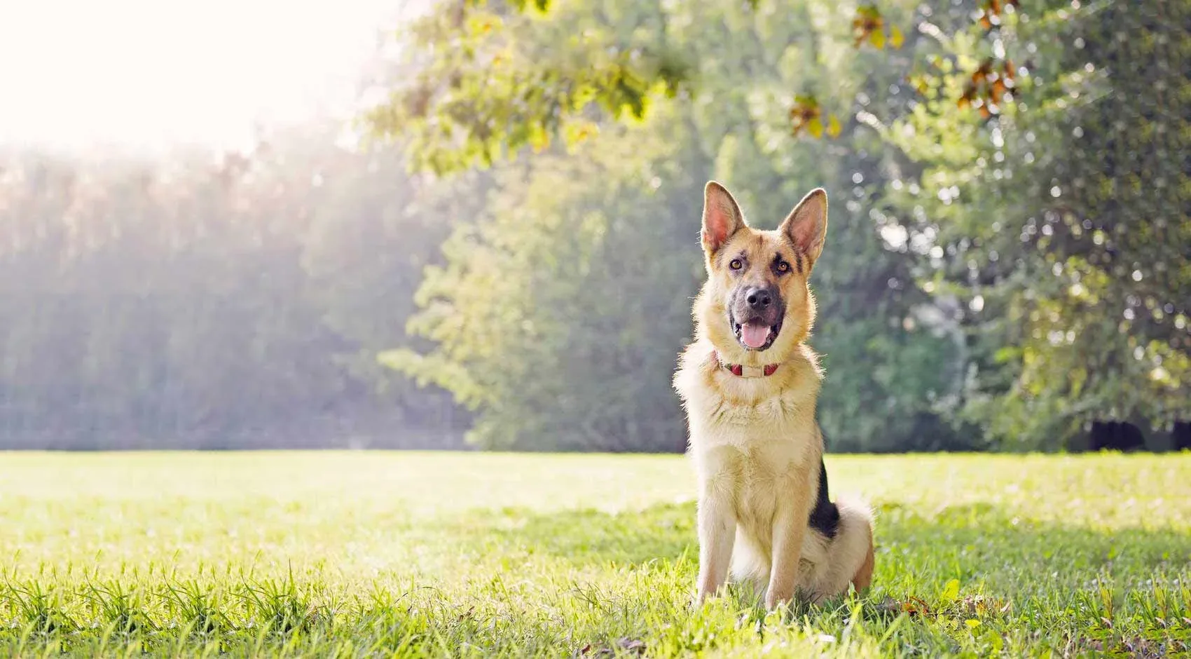 DogTrainer-Bakersfield-15735-2.jpg