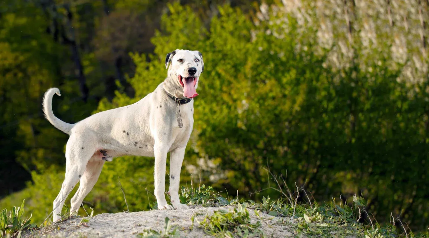 DogTrainer-Bakersfield-47473.jpg