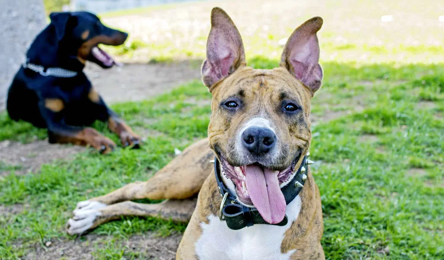DogTrainer-Bakersfield-17876.jpg