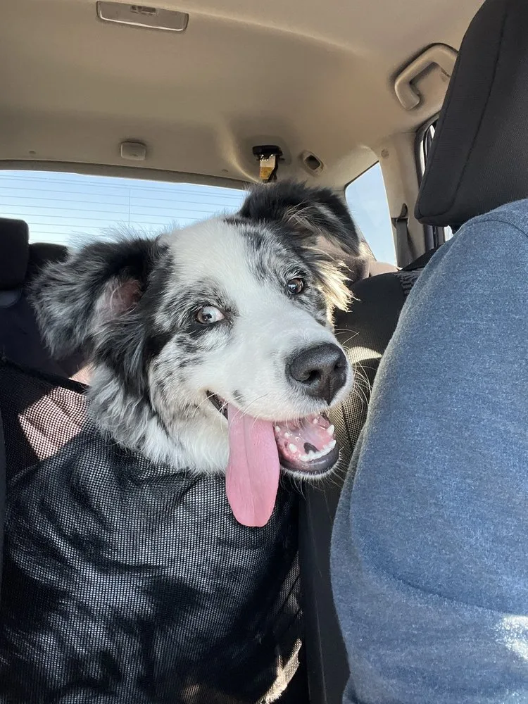John S.
March 2024
Brian's expertise has made a world of difference in our rescue dog's life. From addressing resource guarding to improving leash control and everything in between; Brian tackled each challenge with patience, knowledge, and kindness.