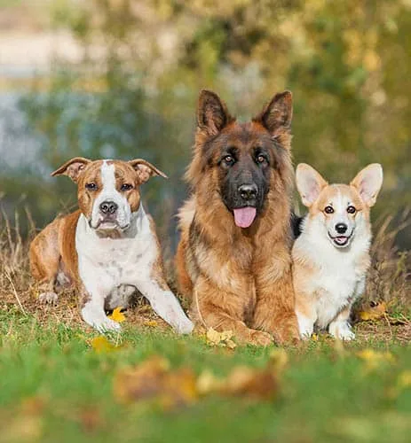 three obedient dogs