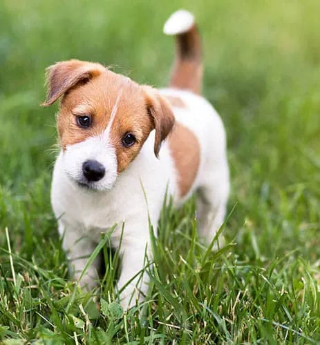 training puppy on the grass
