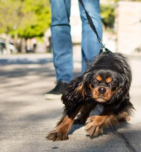 Behavior modification dog pulling on leash