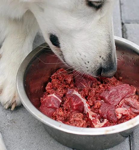 Feeding dog with a healthy raw meat food diet