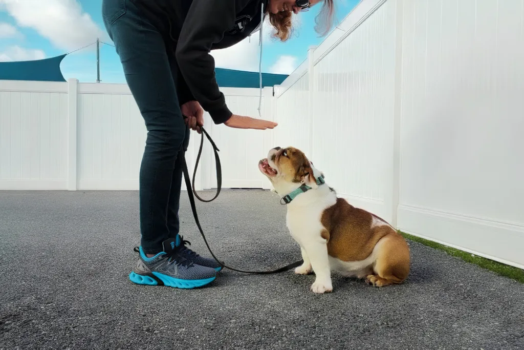 Trainer working with a bulldog on leash during a dog training session in Huntington Beach.