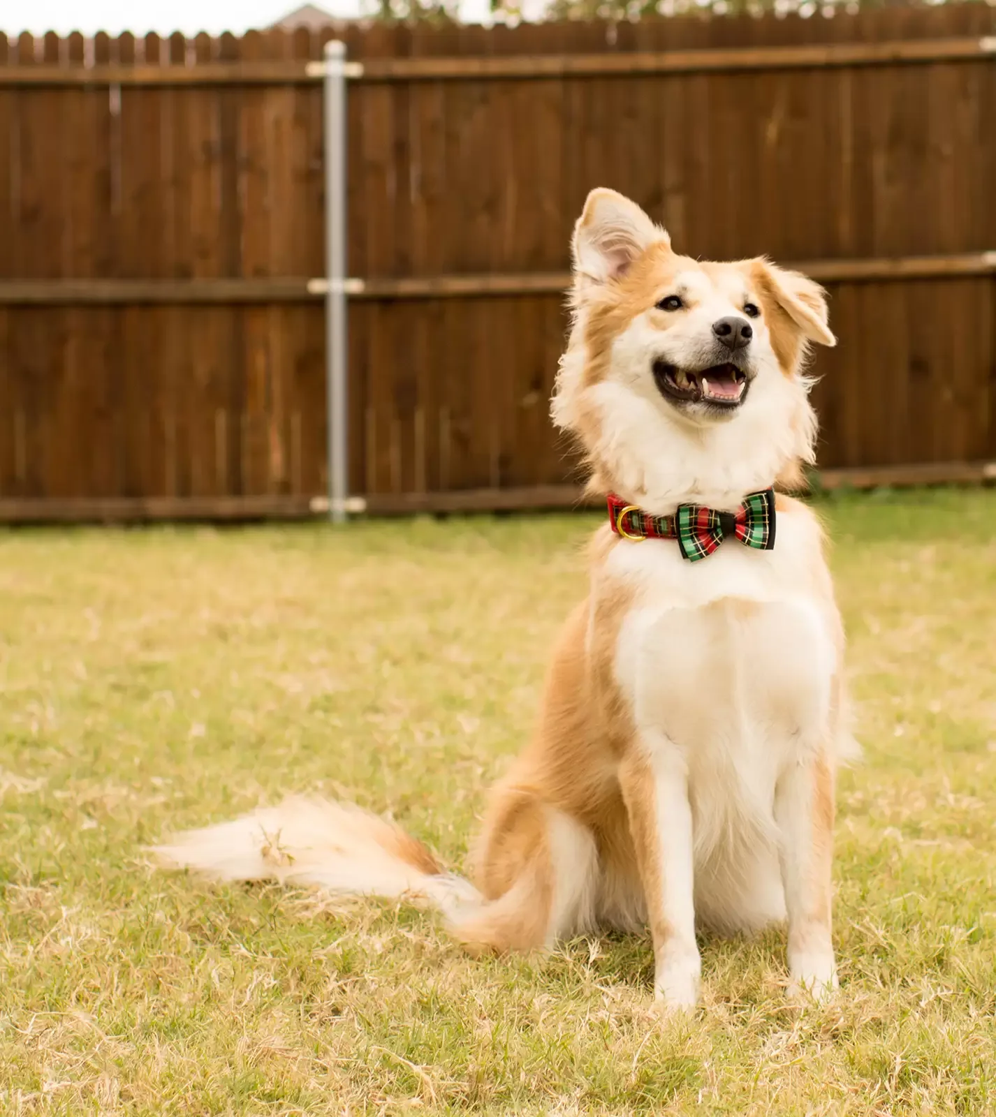 Heaven Sent K-9 (3)