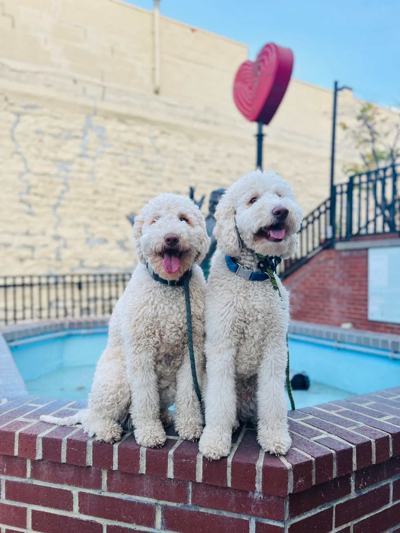 Two dogs near a pool during dog training in San Antonio