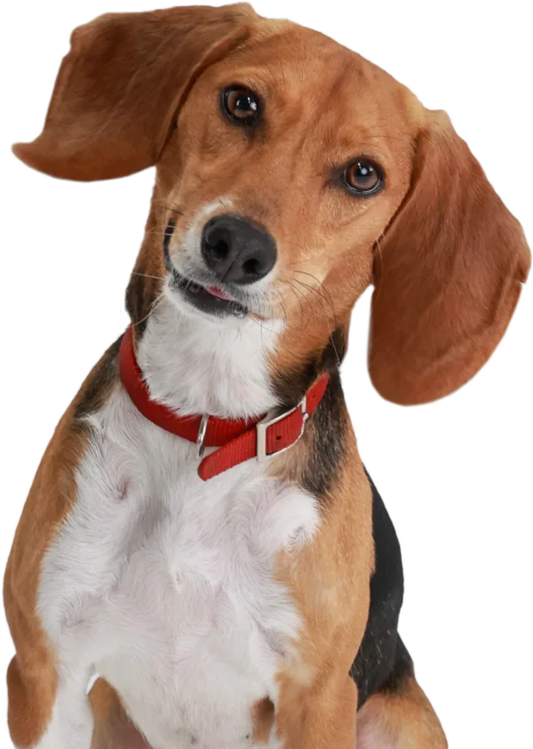 Arfordable Dog Training