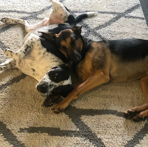 top of pageSkip to Main Content(209) 740-5783Log In0Tactical K9s Dog TrainingHomeBehavior PackagesDog Walking ServicesBoard & Train ProgramsDaily Boarding InformationAbout Tactical K9sFAQPrivacy PolicyMoreUse tab to navigate through the menu items.Meet the Founders

 

Eric & Nikole Gonzales​​

 

We are the founders of Tactical K9s—a family-owned training company built on discipline, structure, and trust. Our backgrounds may be different, but together they shape the foundation of how we train dogs and support the families who love them.​

 

One of us comes from a background in law enforcement, with years spent working in high-stress environments where clear communication, accountability, and structure were essential. That experience, combined with work as a dog trainer, youth coach, and lifelong student of discipline and behavior, directly influences our hands-on, real-world training approach rooted in behavioral science, jiu-jitsu principles, and mentorship.

 

The other brings over 20 years of experience in mortgage lending and wealth management financial planning, guiding individuals and families through important life decisions with clarity, patience, and long-term strategy. That same skill set translates seamlessly into helping our clients feel supported, informed, and confident throughout the training process—from the first conversation to long after training is complete.

 

At Tactical K9s, we believe training isn’t just about obedience—it’s about creating calm, confident homes where dogs and owners understand each other. Together, we work closely with families to build structure, strengthen relationships, and develop dogs that can thrive in the real world.

 

This isn’t just a business to us—it’s our way of life. You won’t find gimmicks here, just proven structure, honest results, and people who genuinely care about helping you and your dog succeed. We’re here when you’re ready.

 

--Tactical K9s Dog Training, LLC 

​Our Packbottom of page