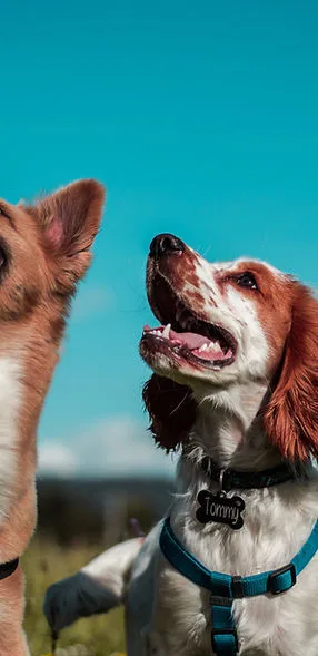 Falco Dog Training Basic Obedience
