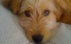 Consultations				
				
				
				
									One hour visit to address specific problems, or concerns, such as house-training, aggression, shyness, new baby, etc.