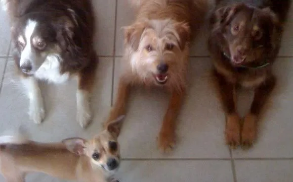 Group Classes				
				
				
				
									A range of classes to help your dog be a happy member of your household, starting from Puppy Kindergarten to Competition Obedience. Many “fun” classed are also offered, such as Rally Obedience, K9 Nose Work and Tricks to keep your active dog learning.
