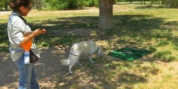 A woman walking a dog in a park.