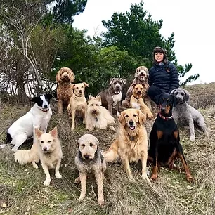The Natural Dog — dog training in Oakland, CA (4)