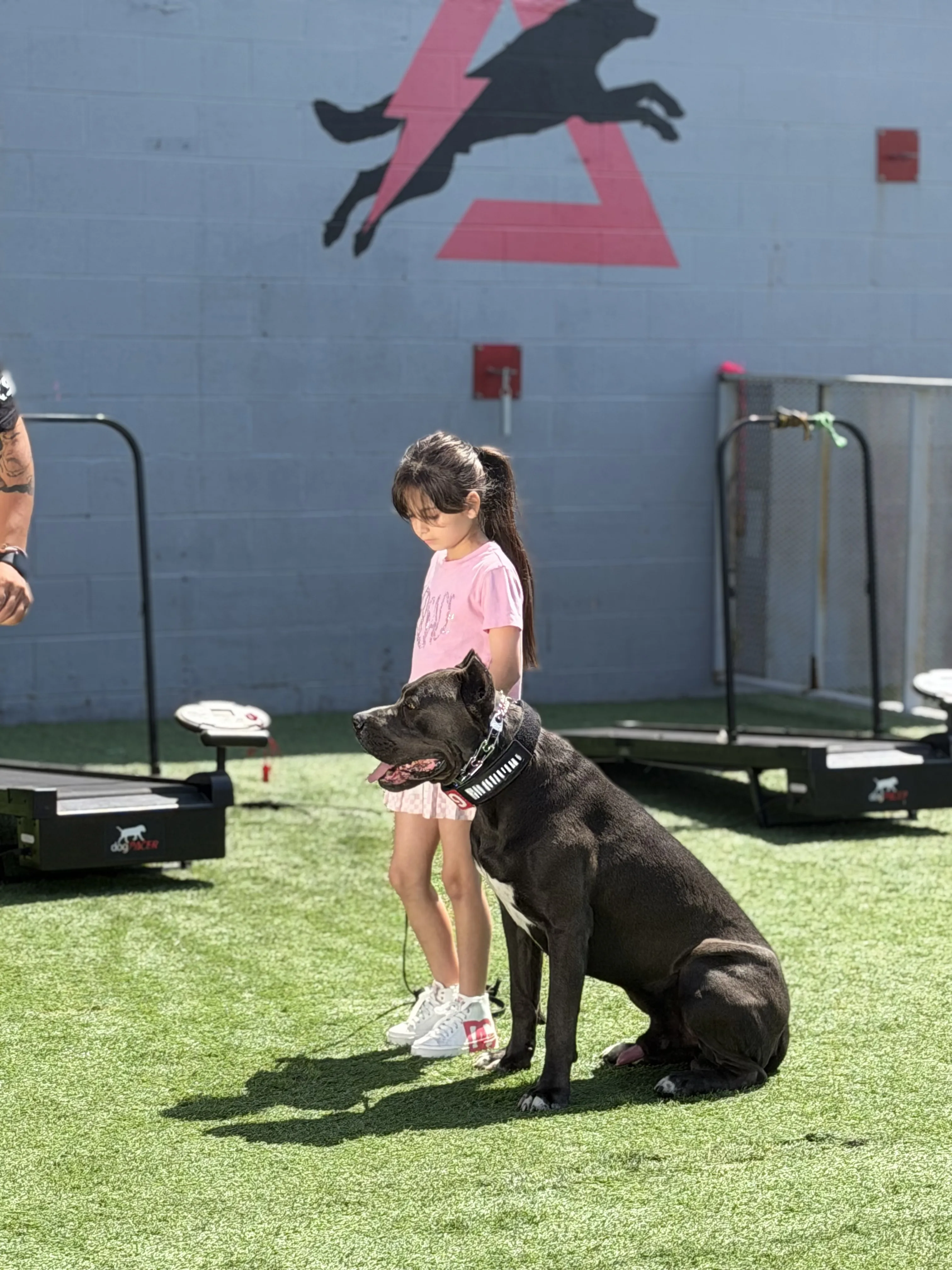 Delta K9 Academy — dog training in North Hollywood, CA (2)